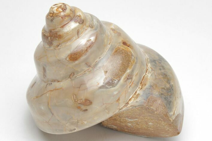 Polished Fossil Gastropod (Pleurotomaria) - Madagascar #207536